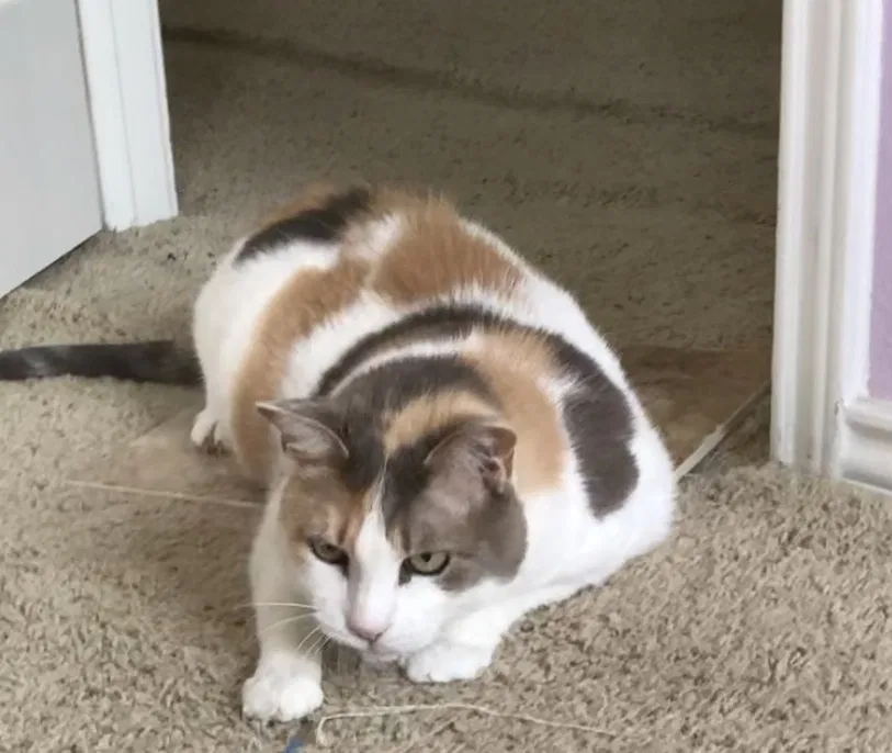 Lost cat in San Antonio, TX, 78227