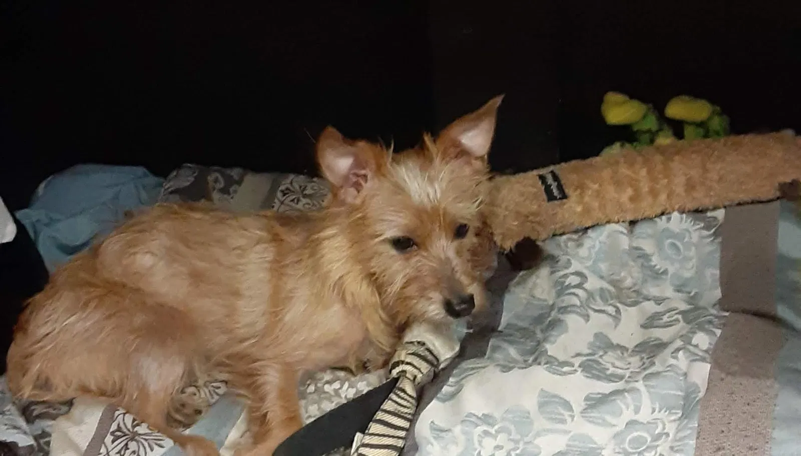 Lost dog in Phoenix, AZ, 85006