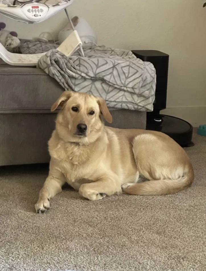 Lost dog in Riverdale, GA, 30274