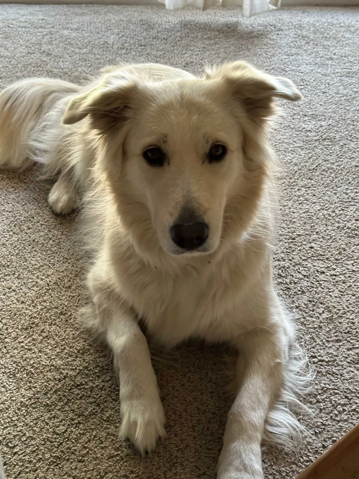 Lost dog in Riverdale, GA, 30274