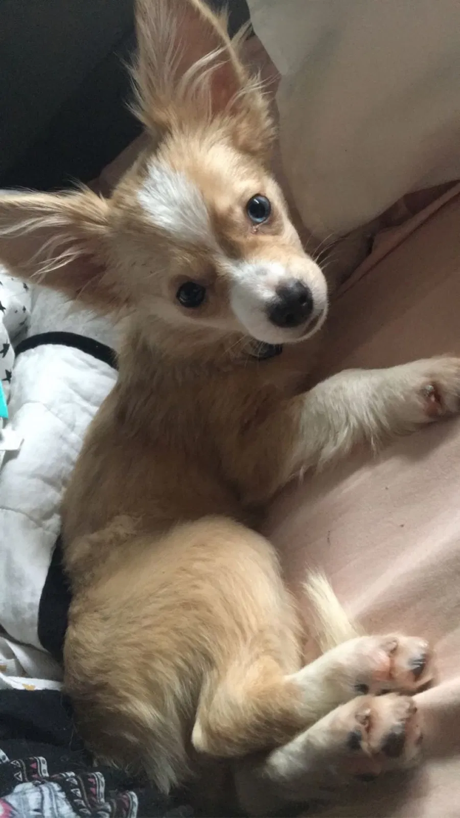 Lost dog in Philpot, KY, 42366