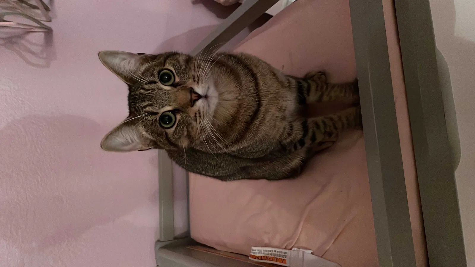 Lost cat in Las Vegas, NV, 89108