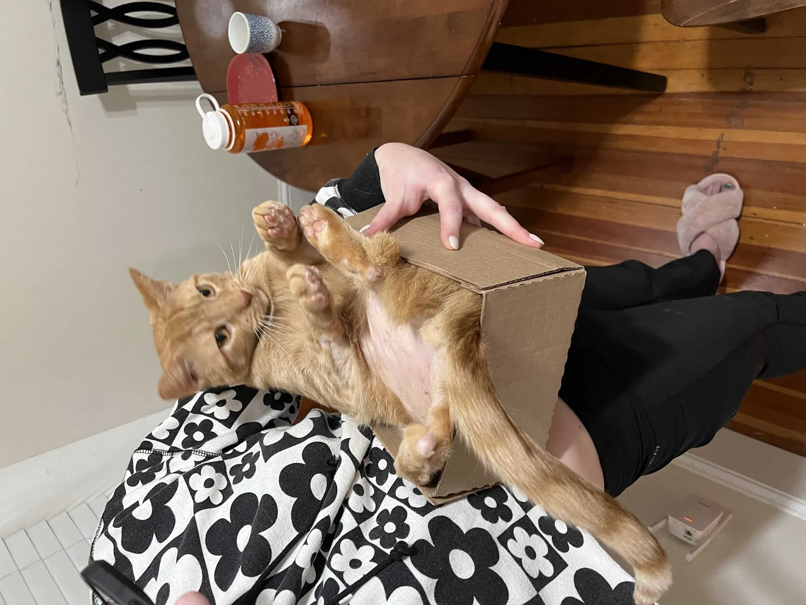 Lost cat in Baltimore, MD, 21230