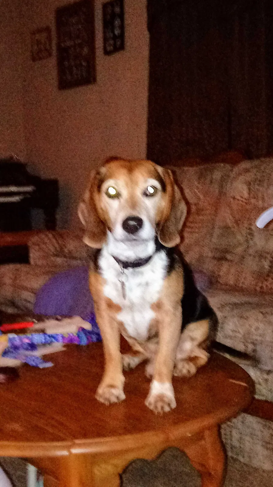 Lost dog in San Antonio, TX, 78250