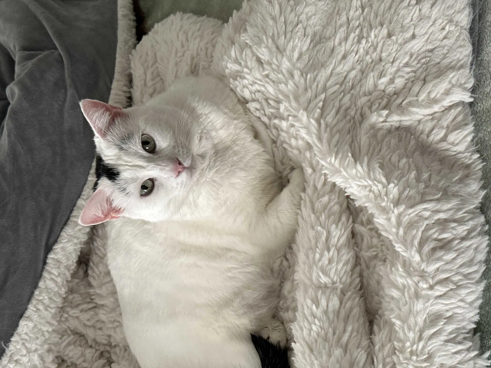 Lost cat in Montclair, CA, 91763