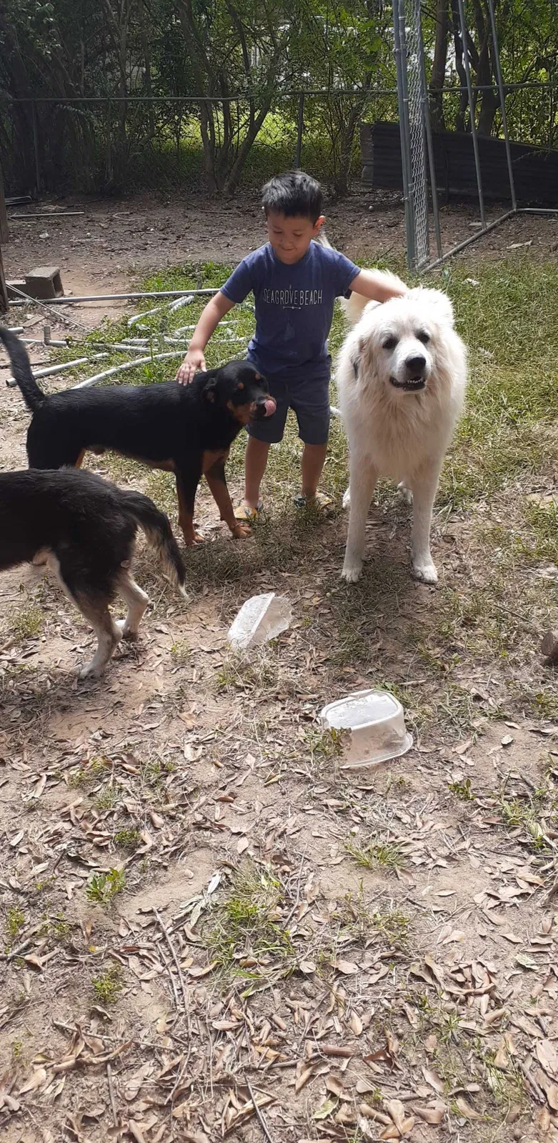 Lost dog in Gastonia, NC, 28052
