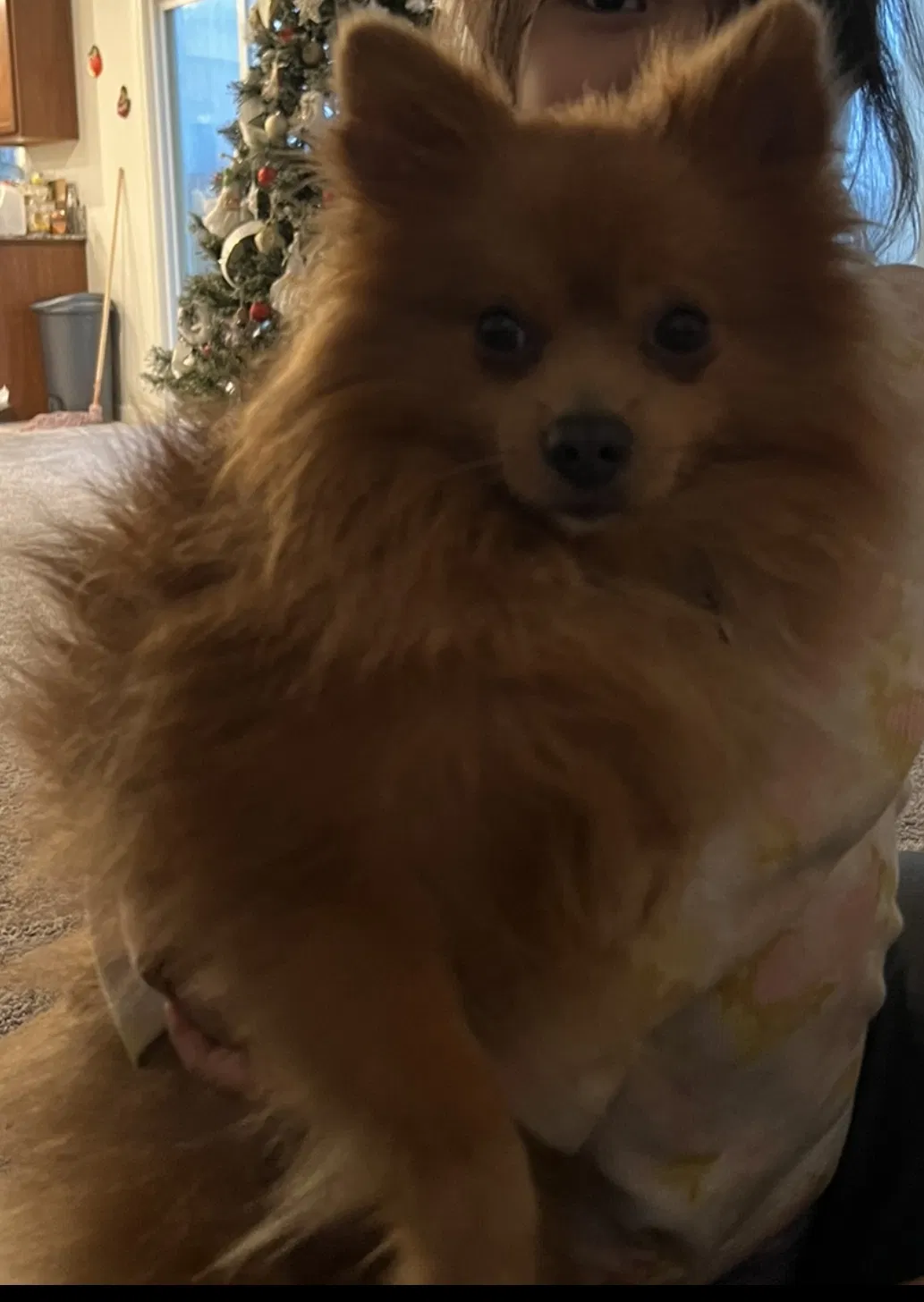 Lost dog in Crows Landing, CA, 95313