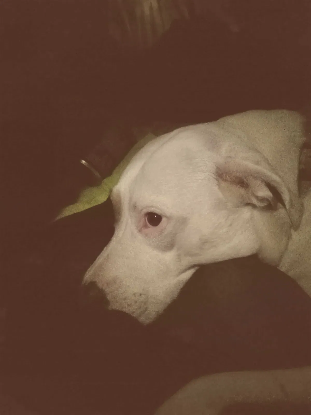 Lost dog in Augusta, GA, 30907