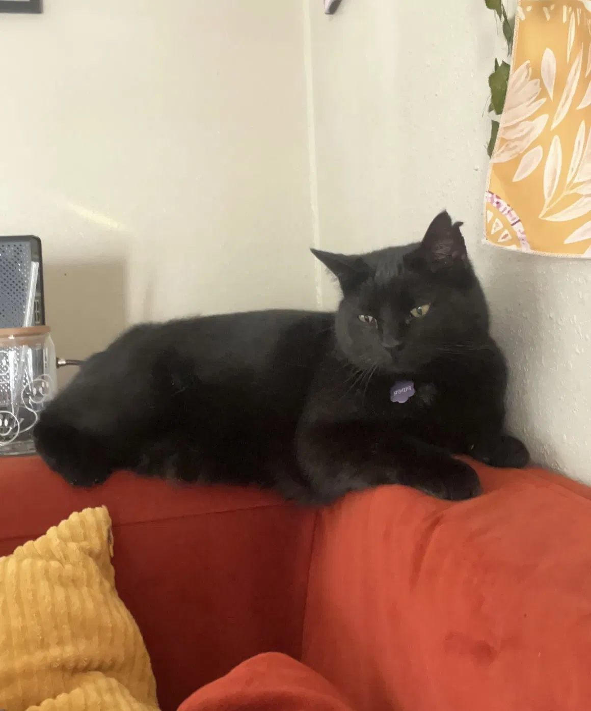 Lost cat in Fountain, CO, 80817