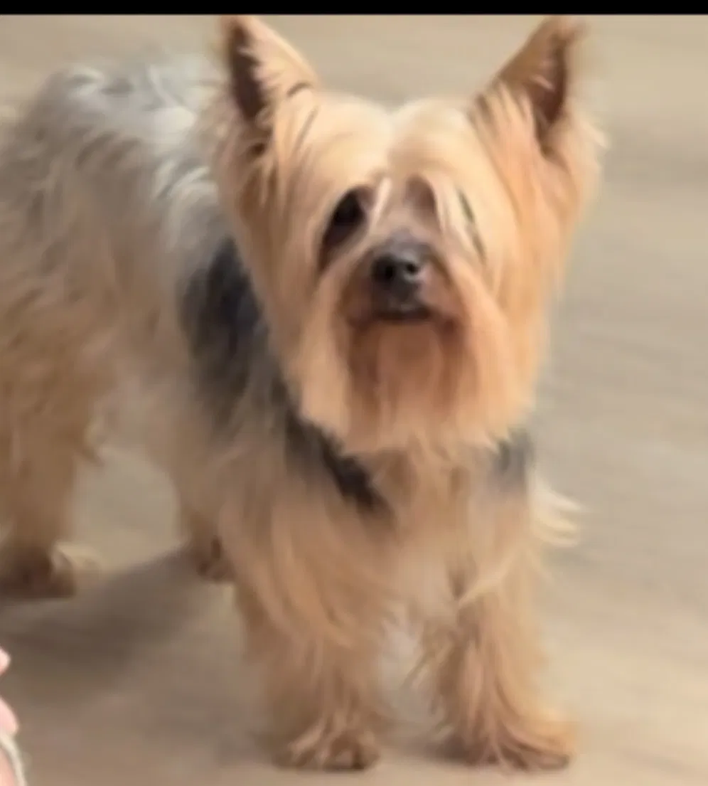 Lost dog in San Diego, CA, 92154