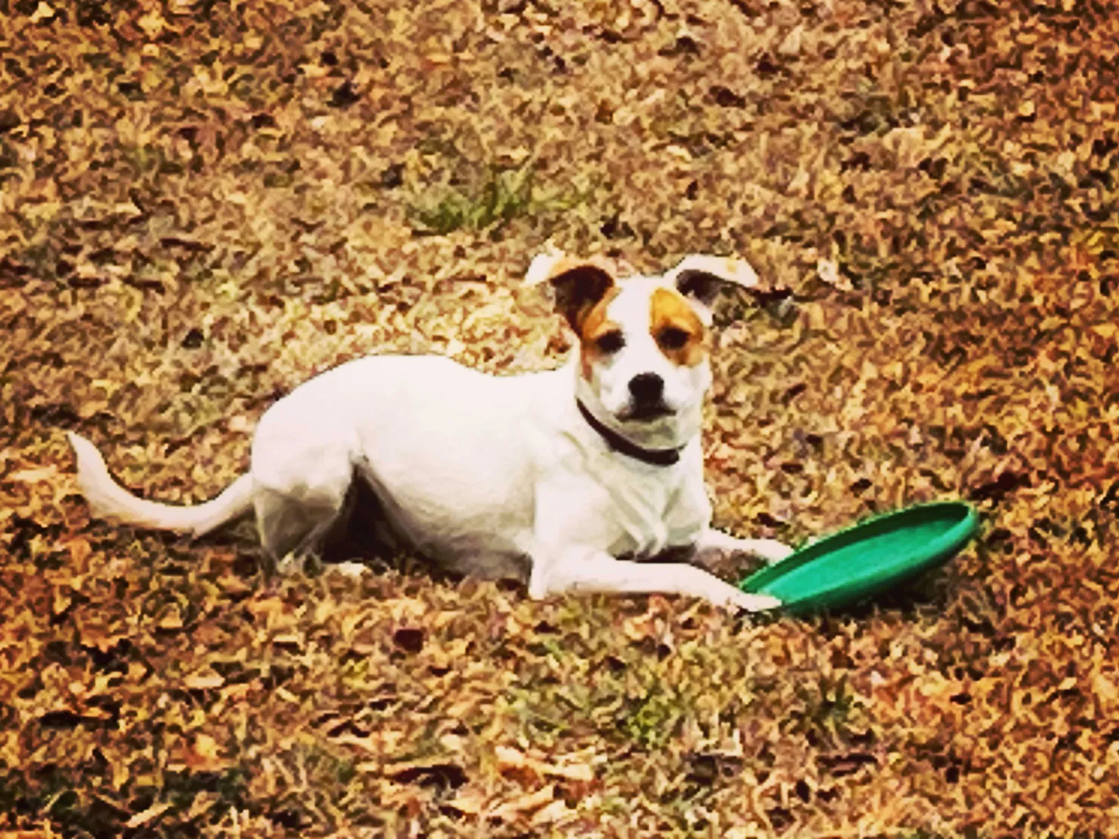 Lost dog in Stedman, NC, 28391