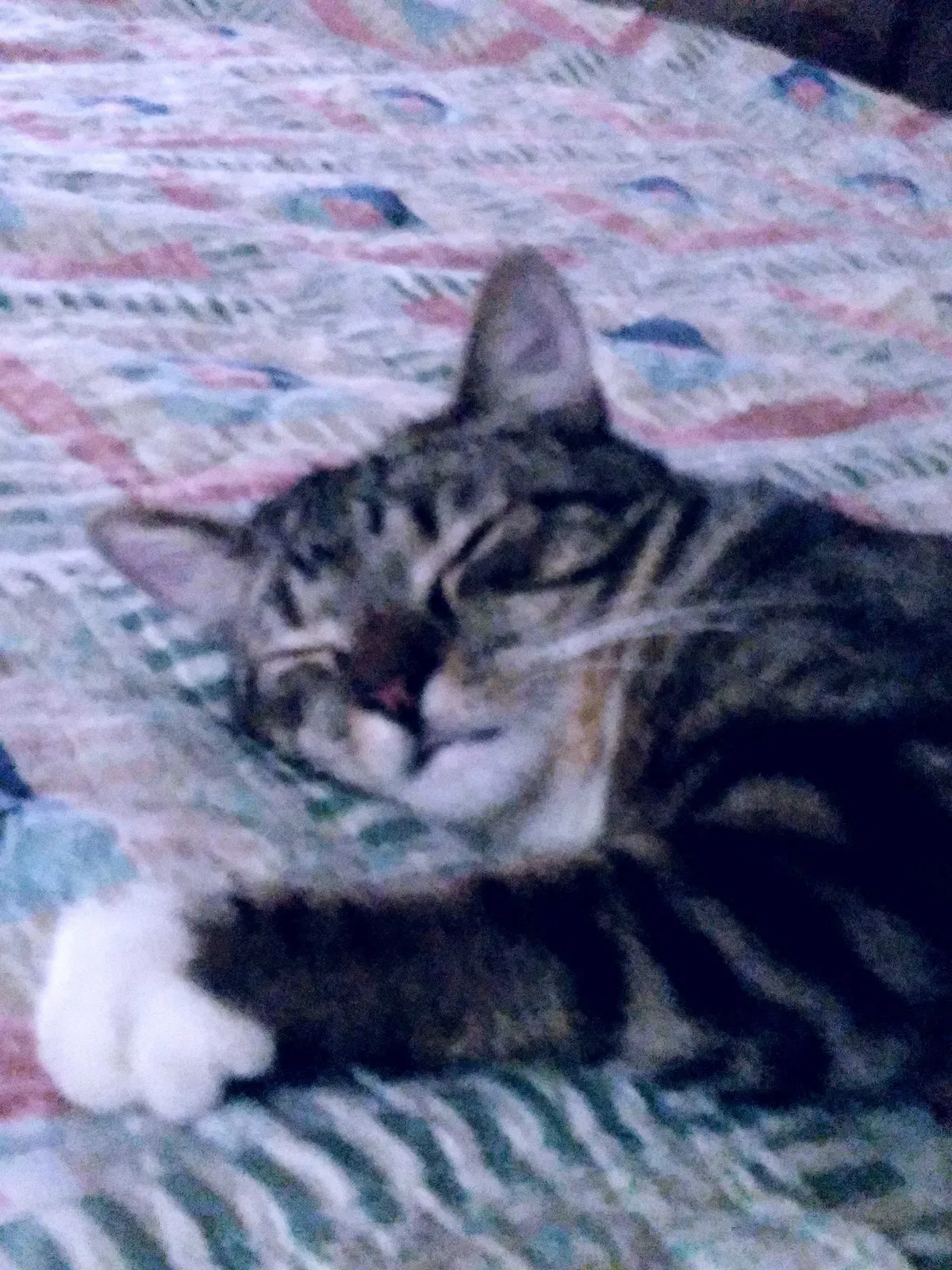 Lost cat in Mannington, WV, 26582