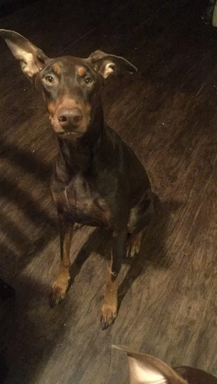 Lost dog in Santa Fe, TX, 77510