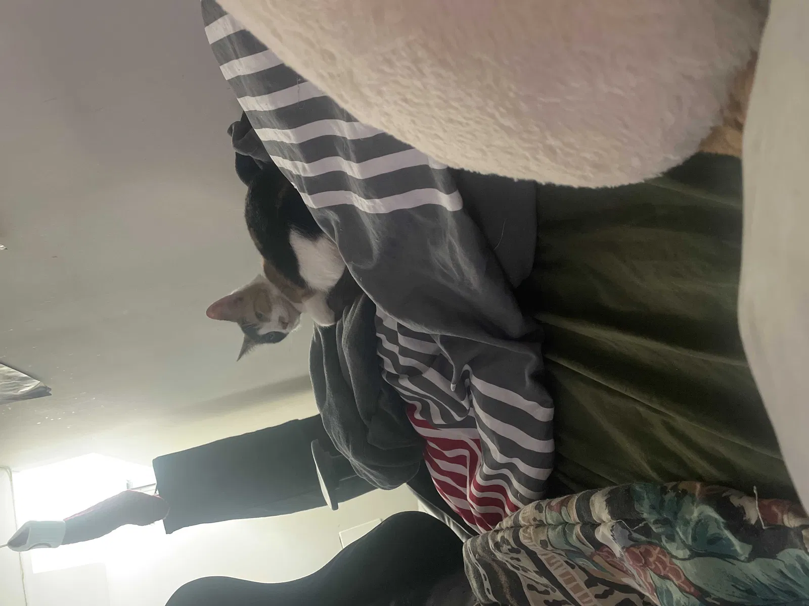 Lost cat in Dundalk, MD, 21222