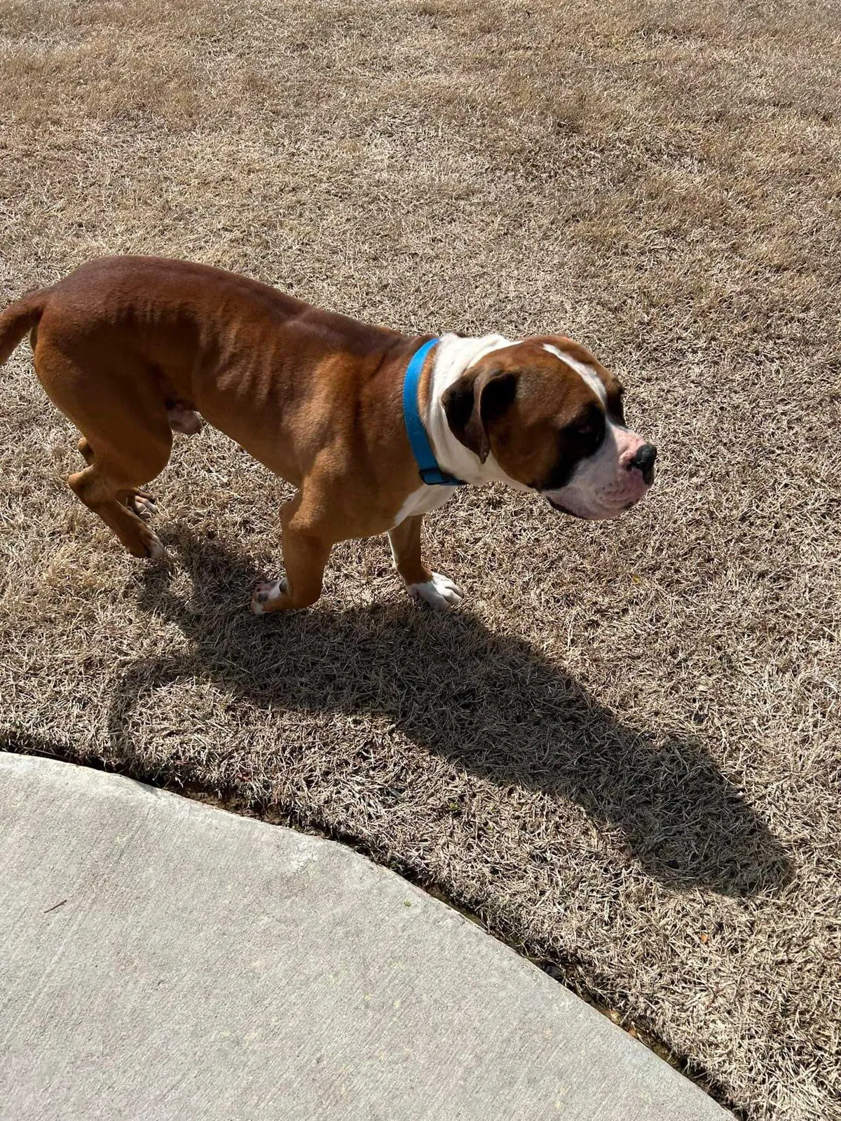 Found dog in Springdale, AR, 72762