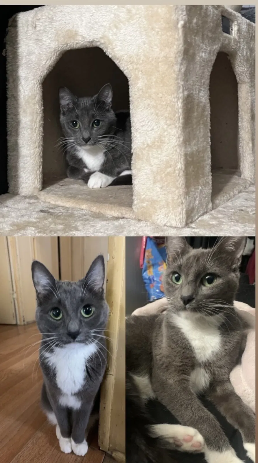 Lost cat in Garden Grove, CA, 92841
