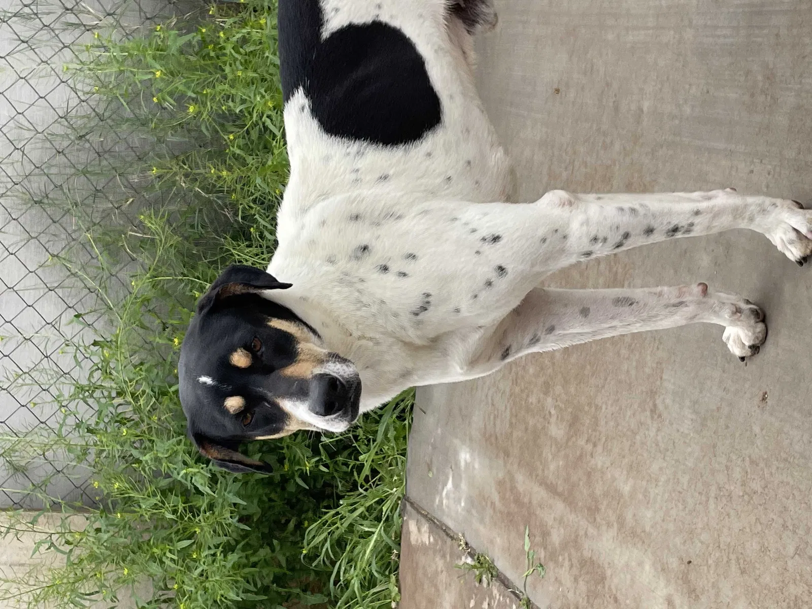 Found dog in Phoenix, AZ, 85009