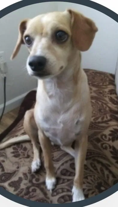 Lost dog in Tucson, AZ, 85710