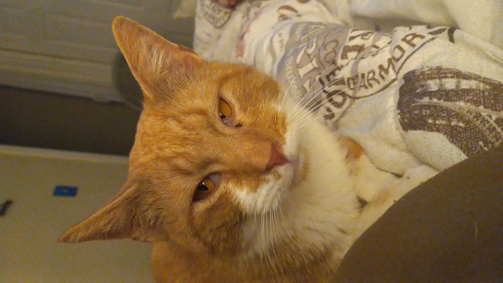Found cat in Jefferson City, TN, 37760