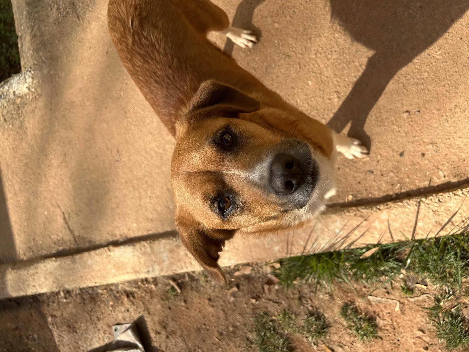 Lost dog in Austell, GA, 30106