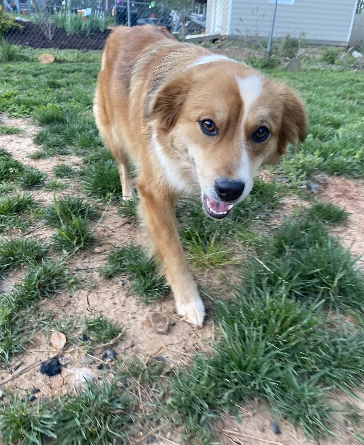 Lost dog in Austell, GA, 30106