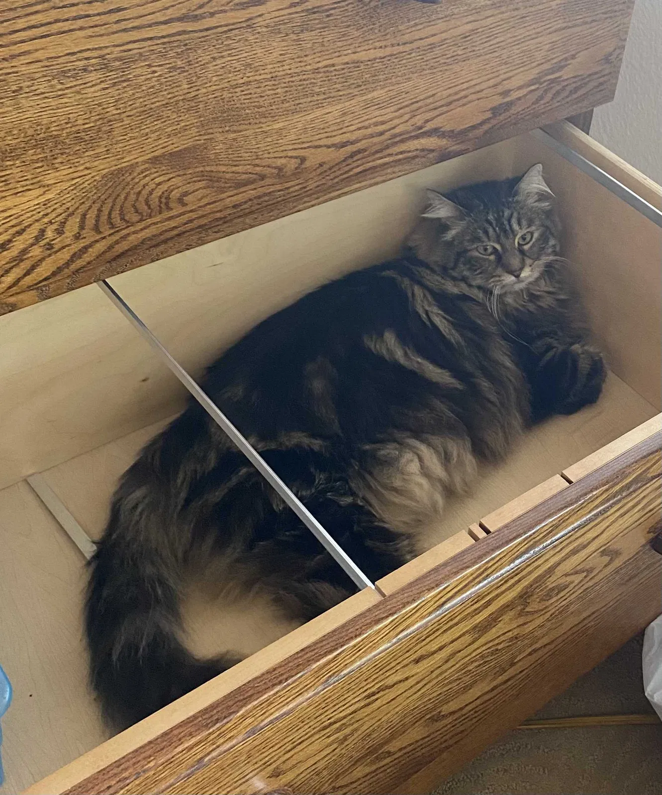 Lost cat in Gilbert, AZ, 85298