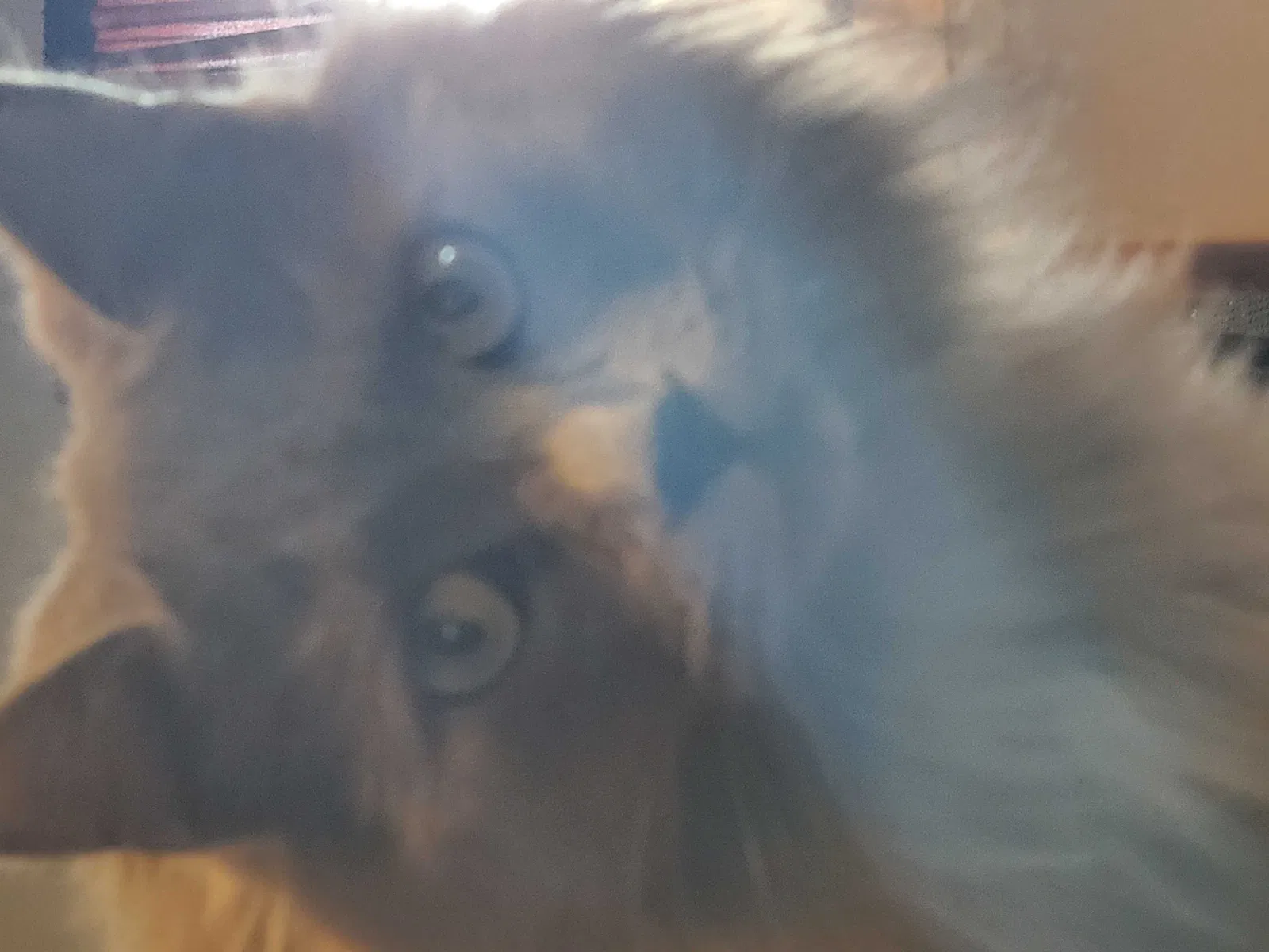 Lost cat in Biloxi, MS, 39530