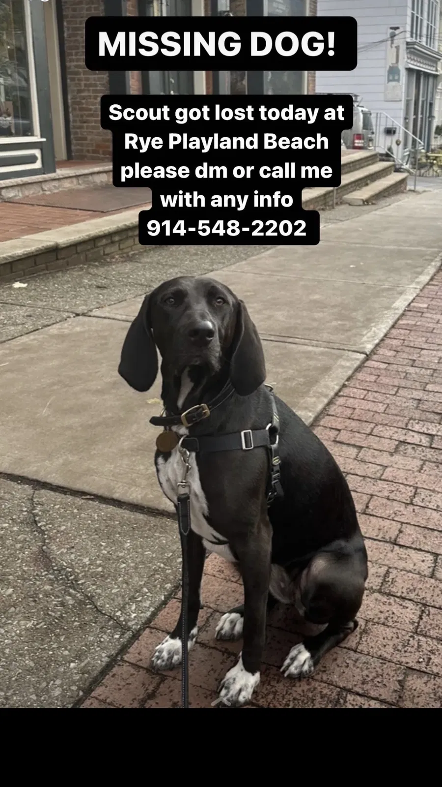Found dog in Rye, NY, 10580
