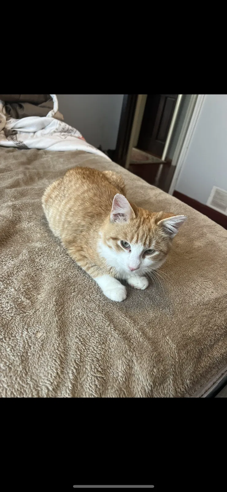Lost cat in Saint Paul, MN, 55124
