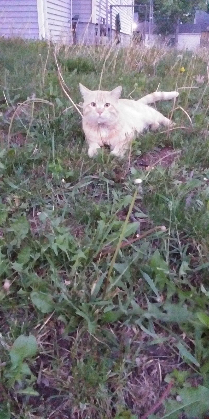 Lost cat in Minneapolis, MN, 55411