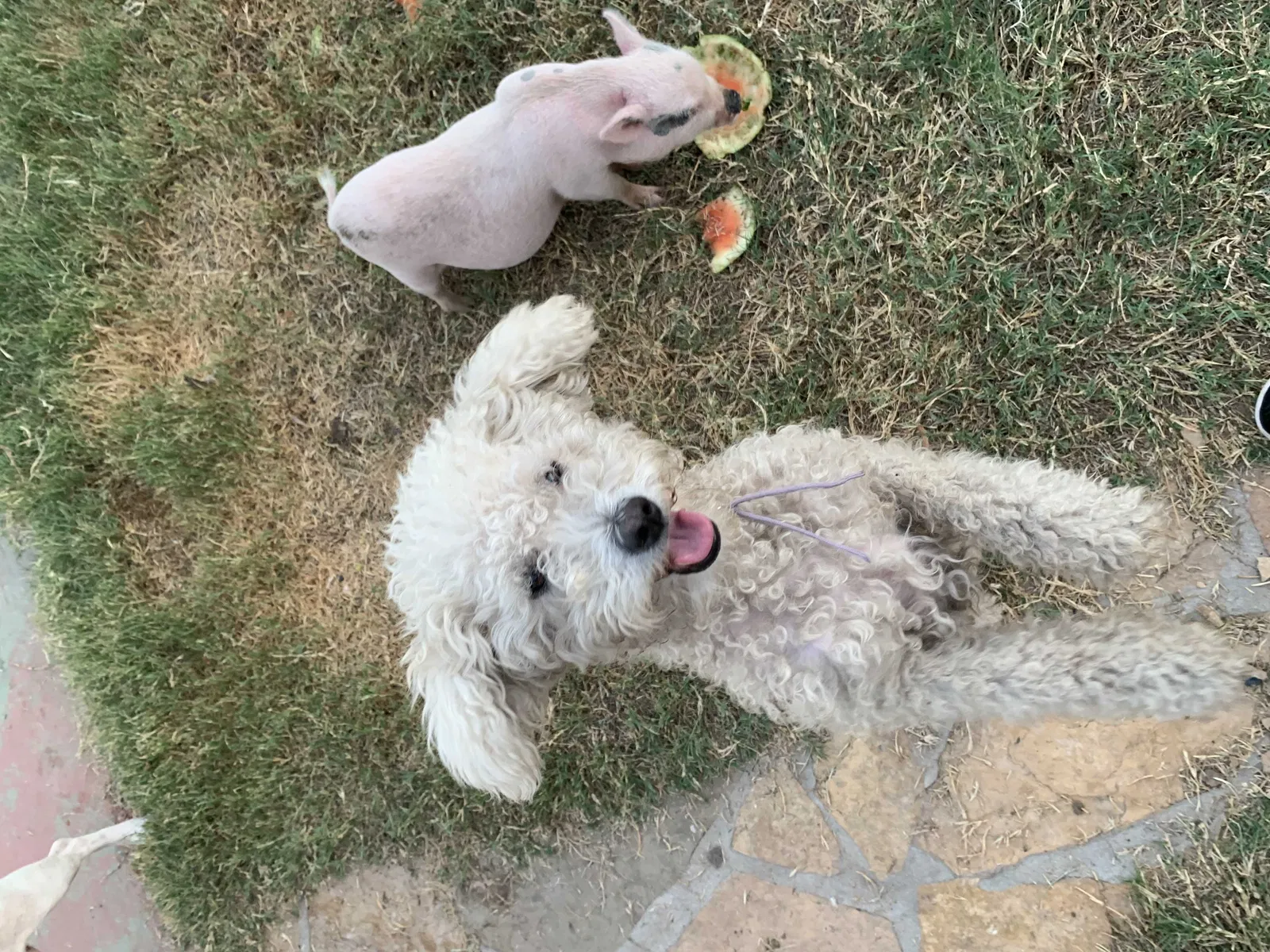 Lost dog in Phoenix, AZ, 85035