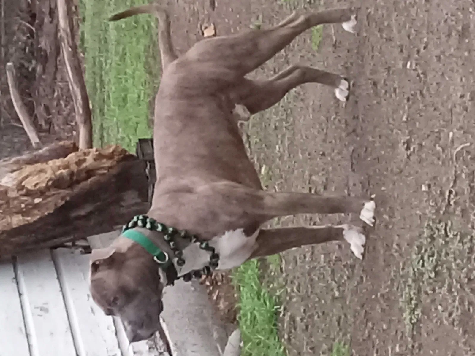 Lost dog in Grapevine, TX, 76051