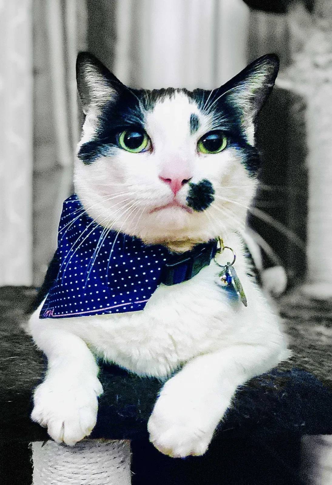 Lost cat in Hildebran, NC, 28637