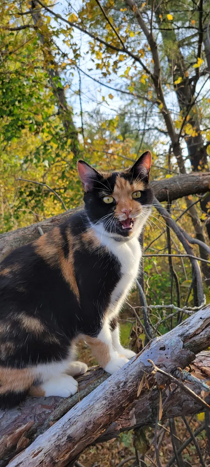 Lost cat in Oxford, OH, 45056