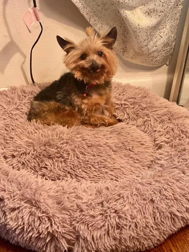 Lost dog in Dallas, TX, 75228