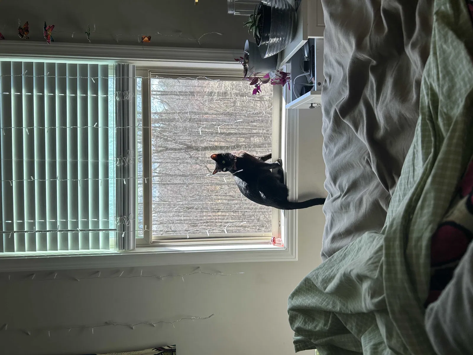 Lost cat in Auburn, GA, 30011