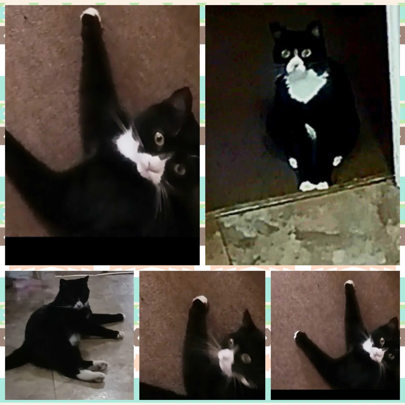 Lost cat in Cleveland, OH, 44109