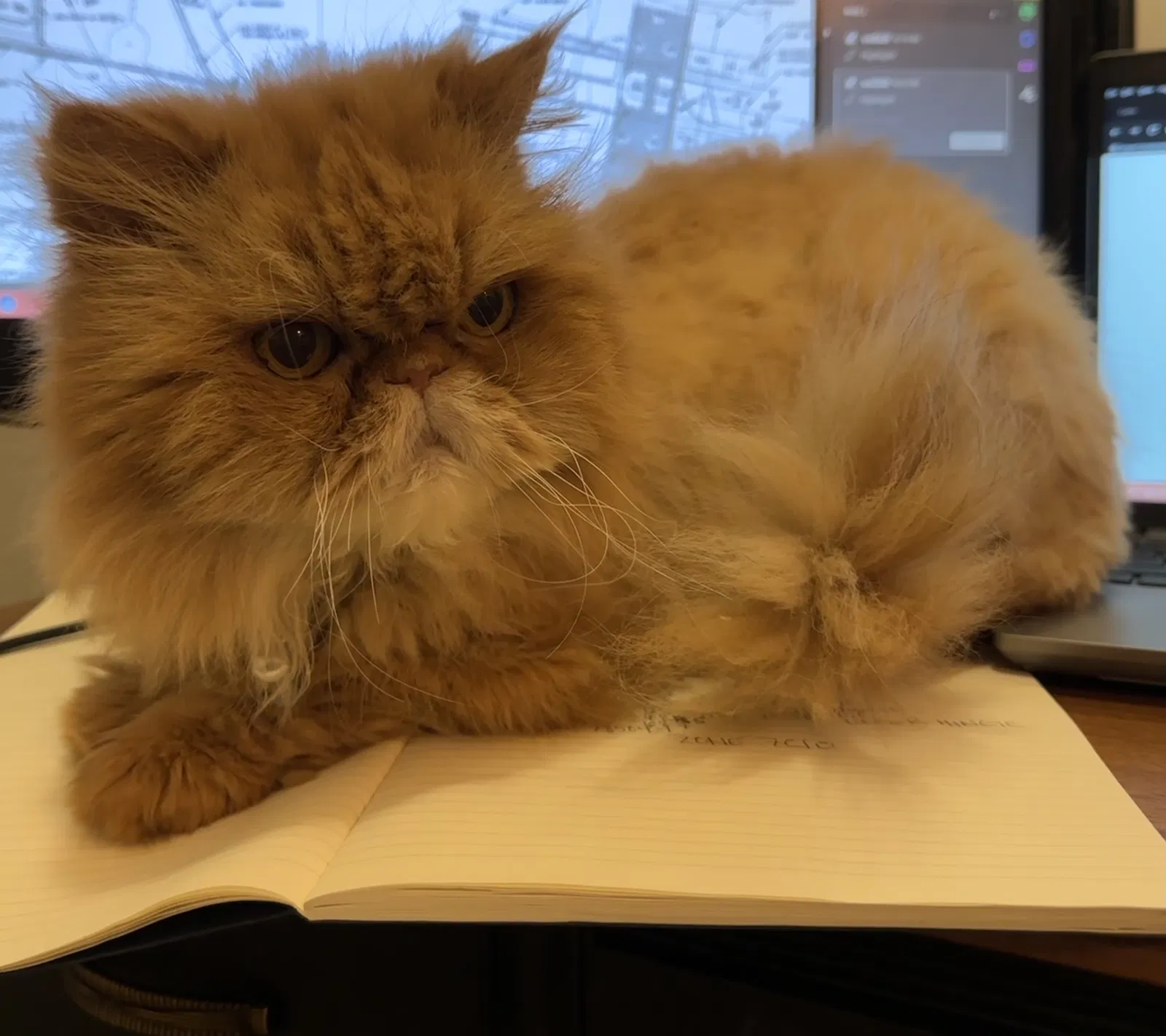 Lost cat in Long Beach, CA, 90814