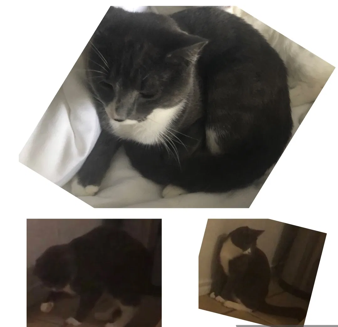 Lost cat in Kissimmee, FL, 34747