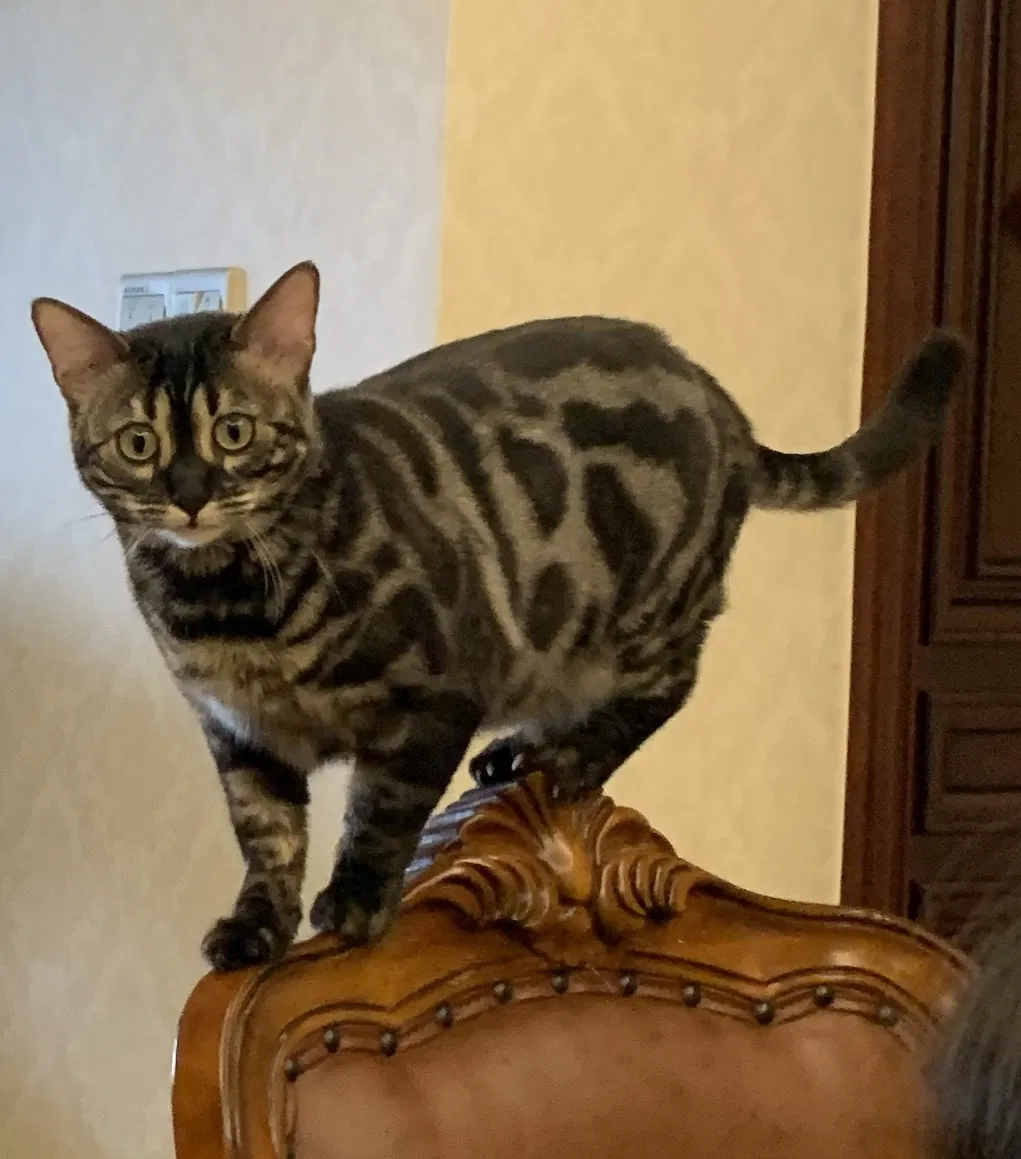 Lost cat in Irvine, CA, 92602
