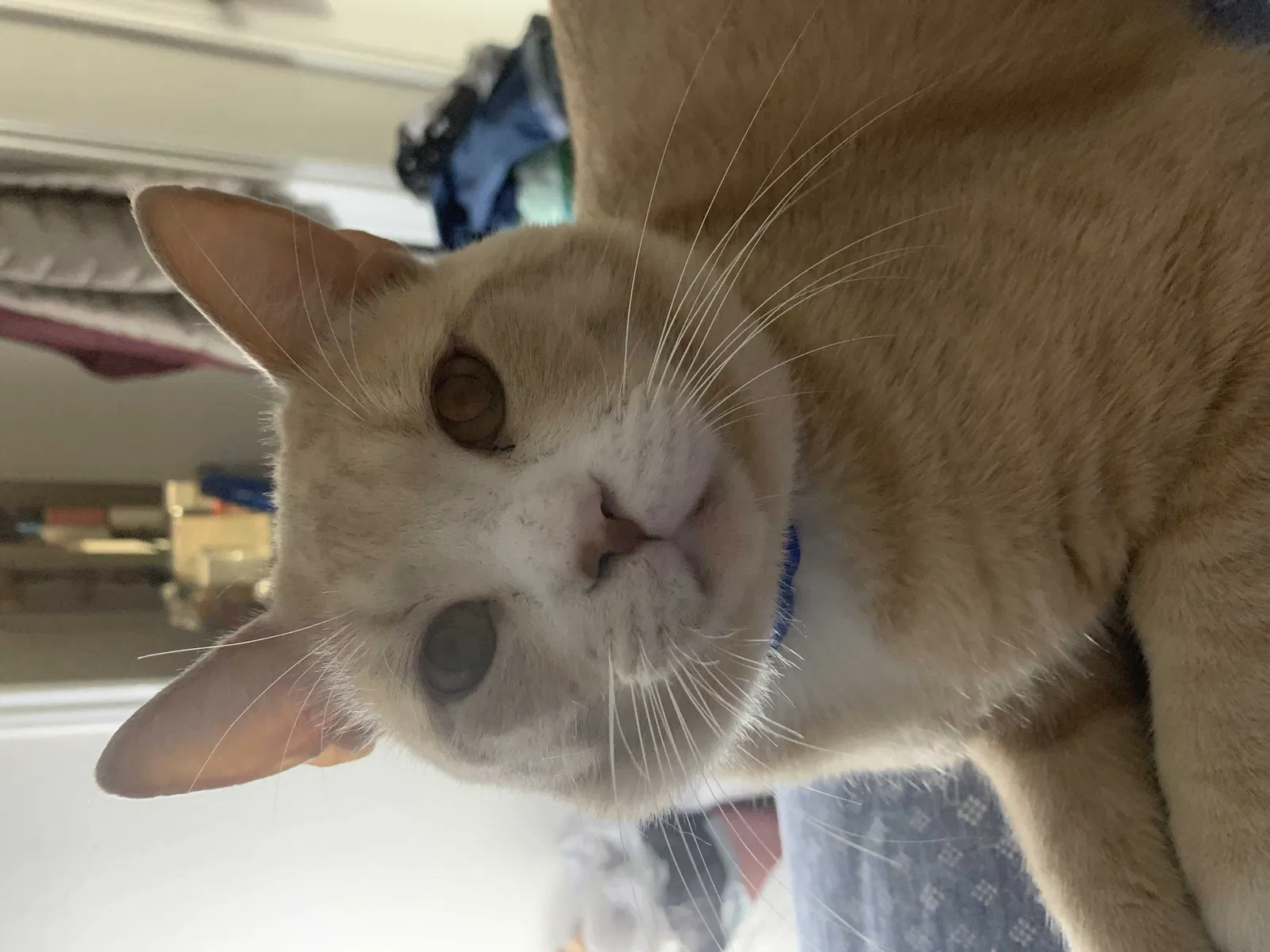 Lost cat in Houston, TX, 77095