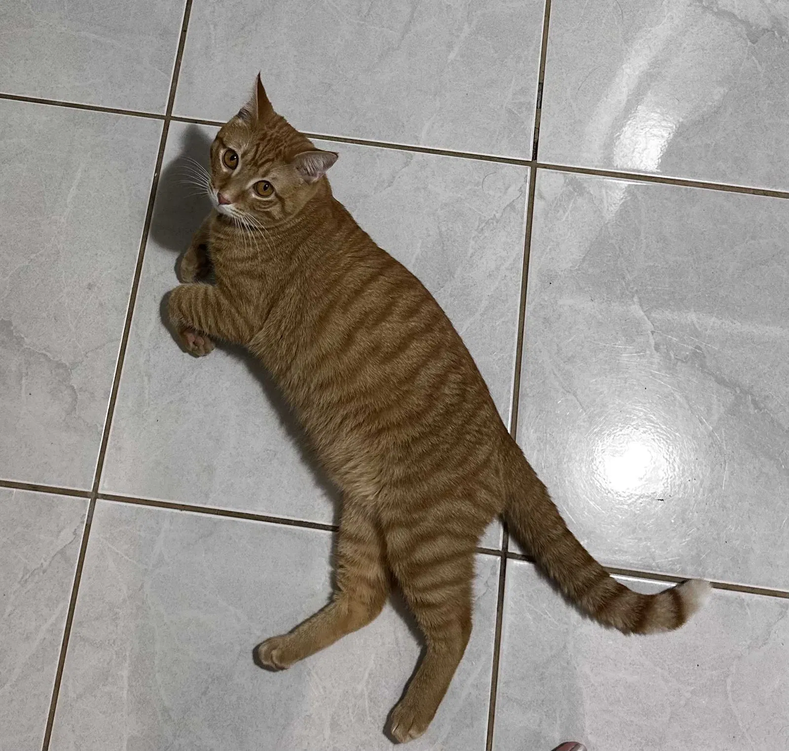Lost cat in Liberty, TX, 77575