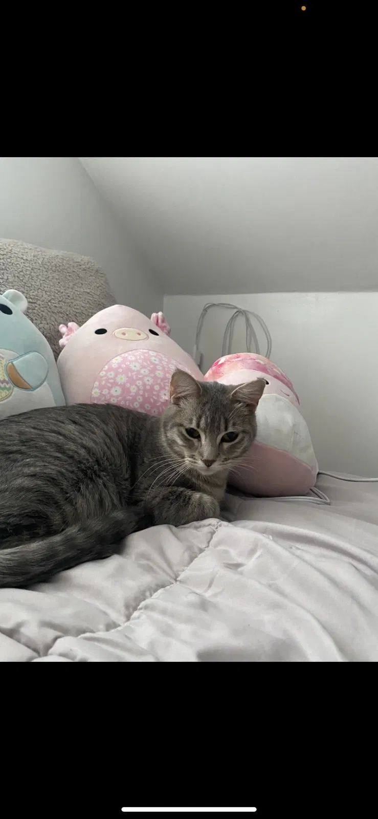 Lost cat in Saint Paul, MN, 55104