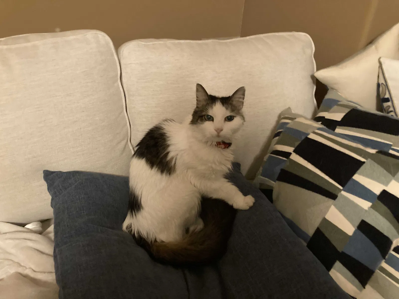 Lost cat in Spring, TX, 77388