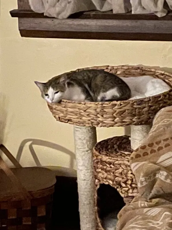 Lost cat in Youngstown, OH, 44512