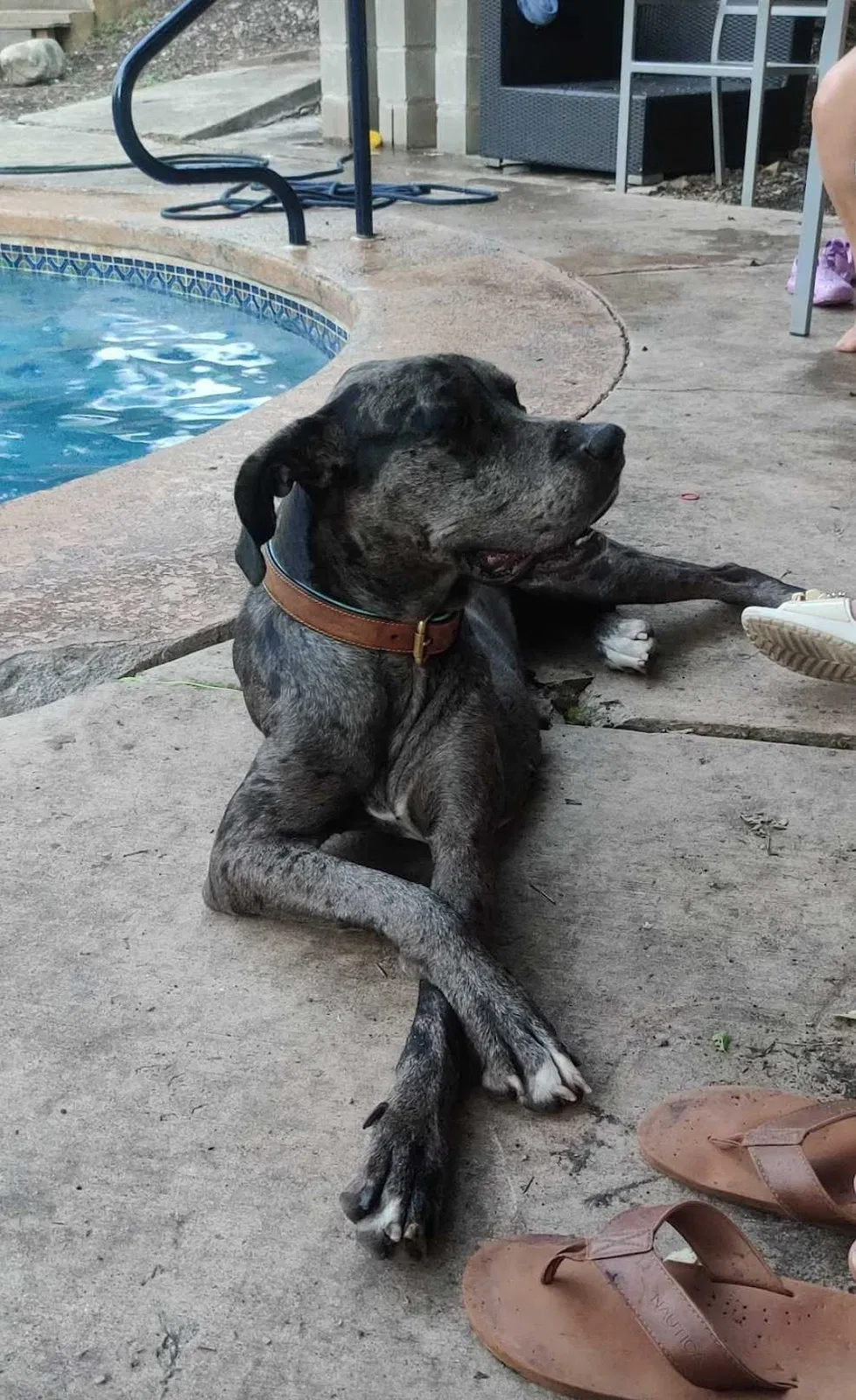 Lost dog in Converse, TX, 78109