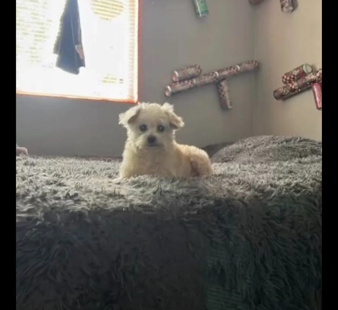 Lost dog in Rialto, CA, 92376