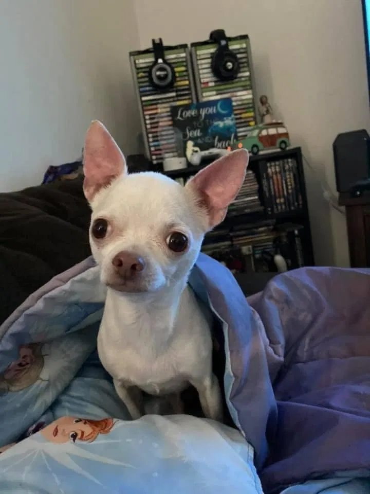 Missing Dog