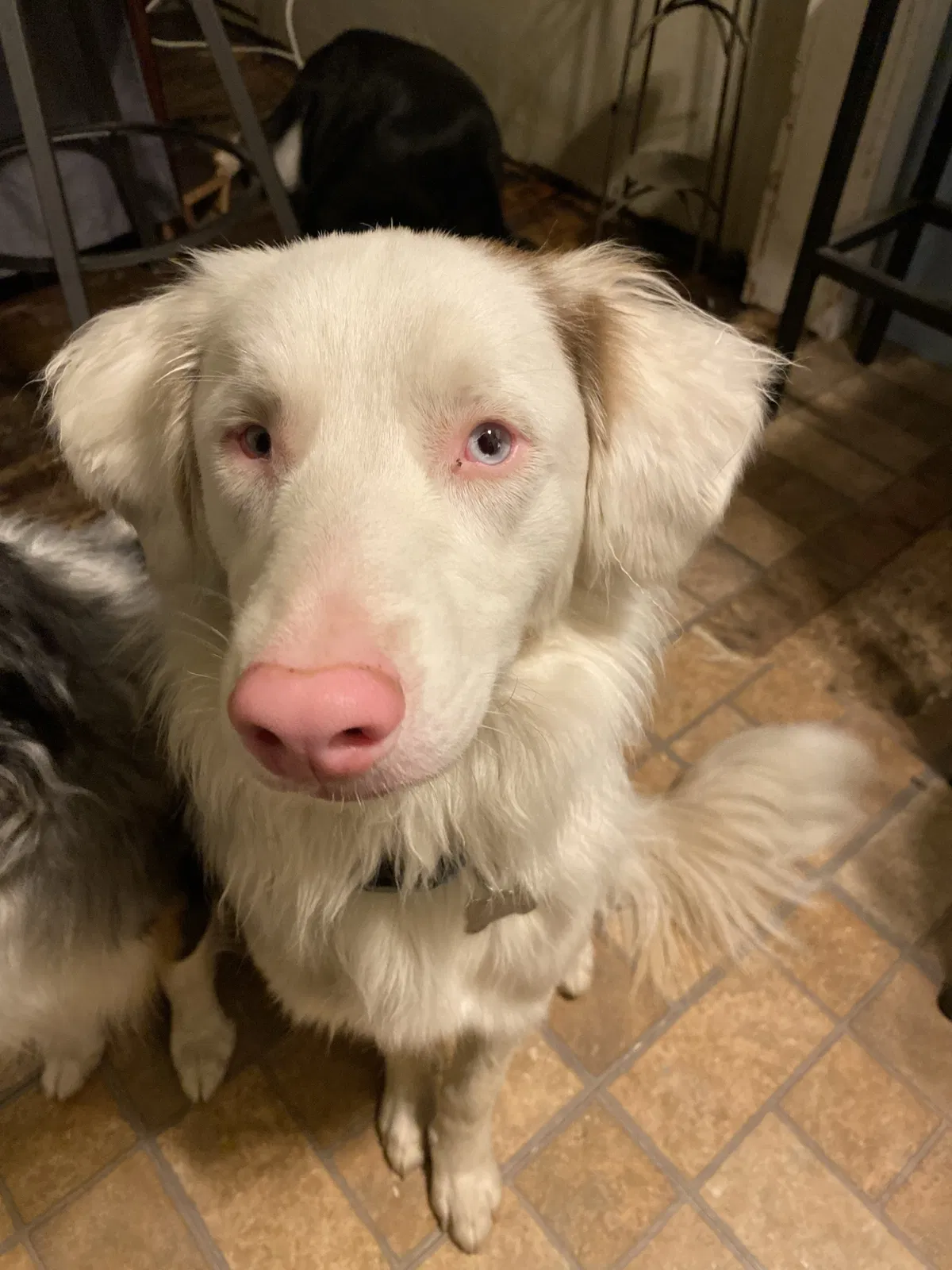 Lost dog in Dinuba, CA, 93618