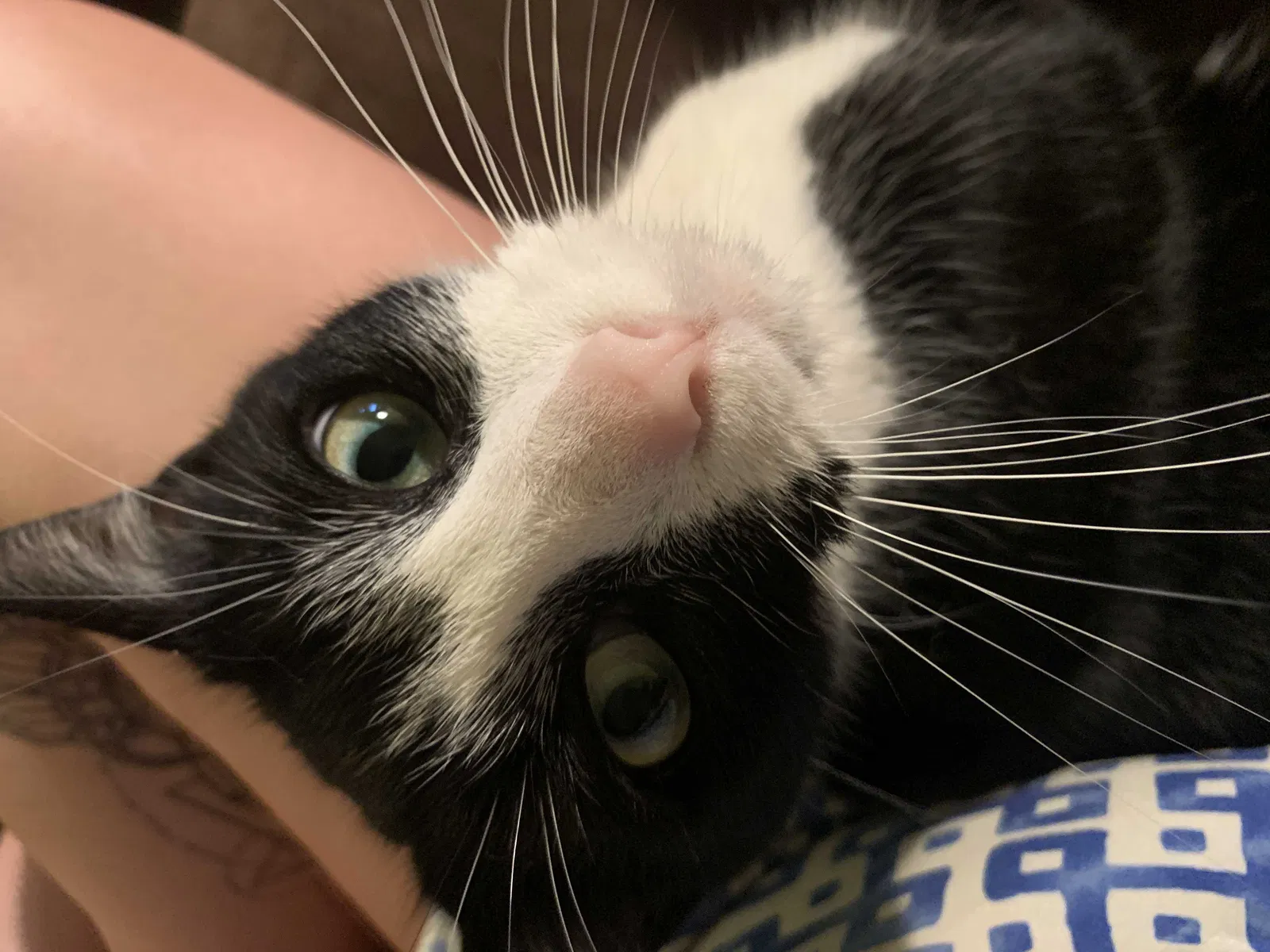 Lost cat in Minneapolis, MN, 55417